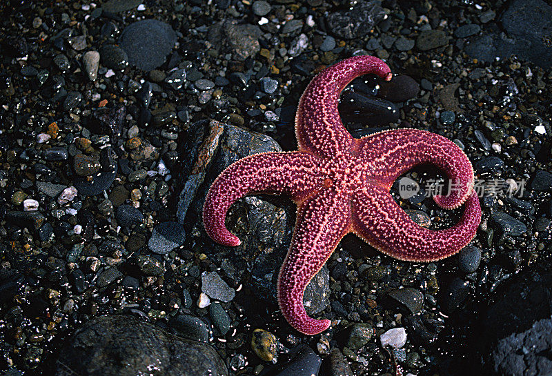 阿拉斯加霍默黑岩海滩的紫海星