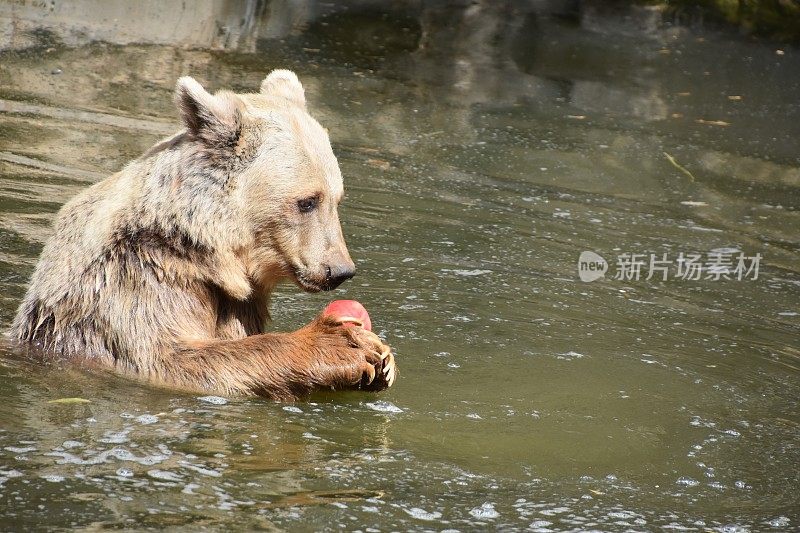 一只熊