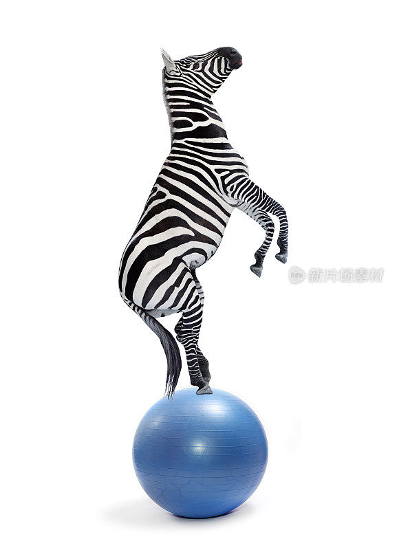 非洲斑马在球上保持平衡。