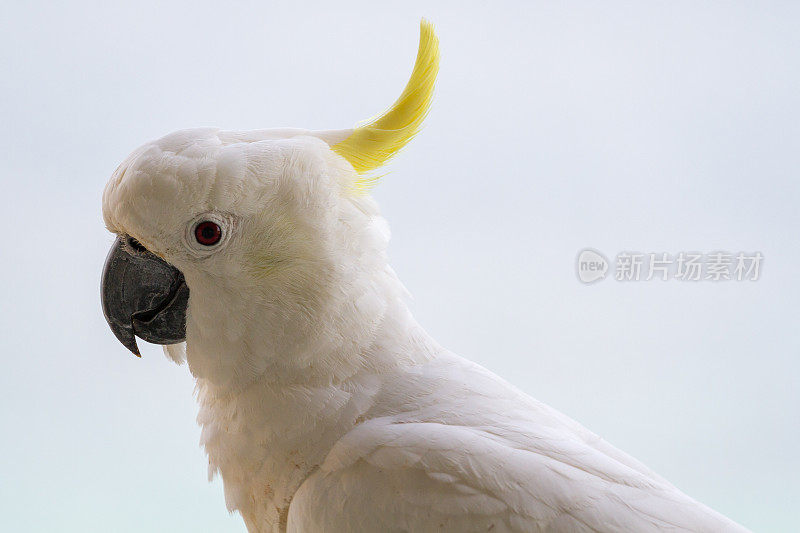 近距离观察一只凤头鹦鹉，它有白色的羽毛和羽冠