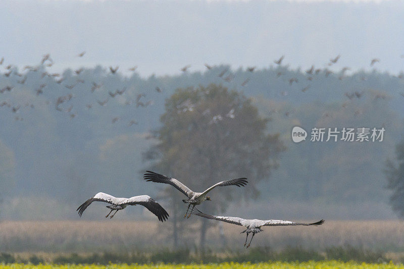 秋季迁徙期间在田野觅食的鹤鸟