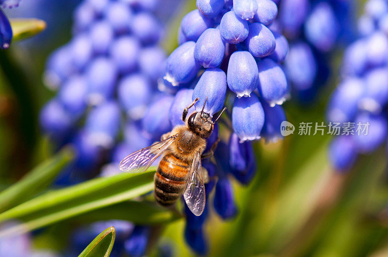 蜜蜂采集花蜜