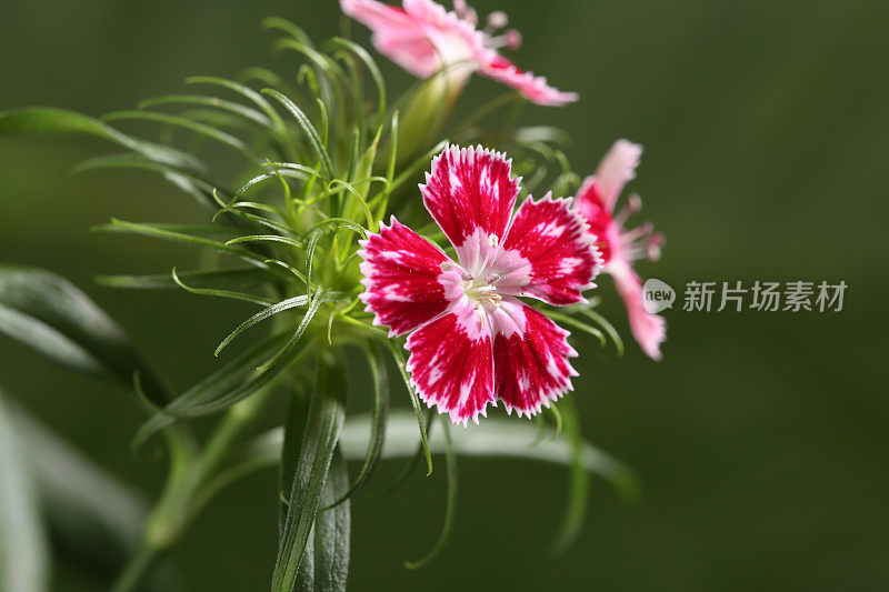 自然背景上的粉色康乃馨