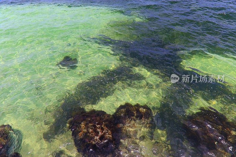 绿宝石色的海滩泳池-牙买加，加勒比海