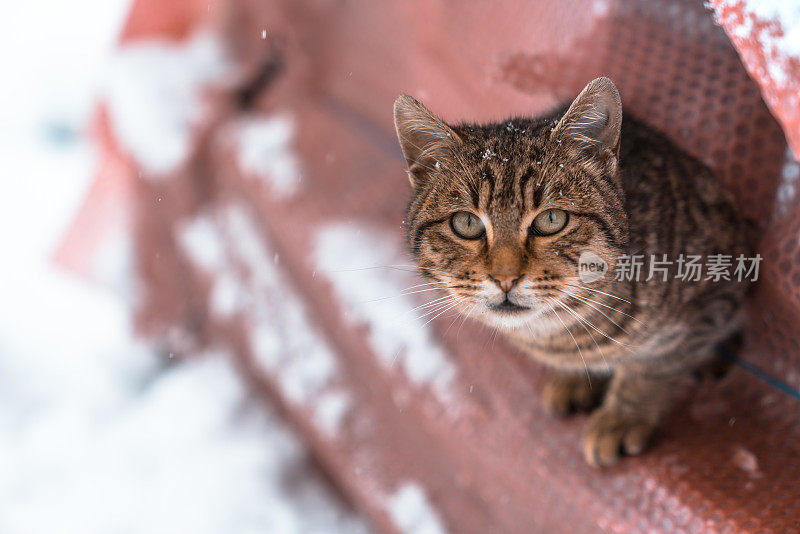 在街上，无家可归的猫