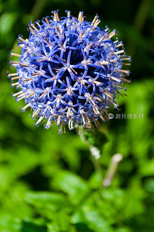 紫色花朵特写，温哥华，BC