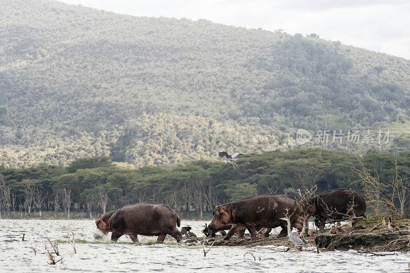 肯尼亚奈瓦沙湖的河马