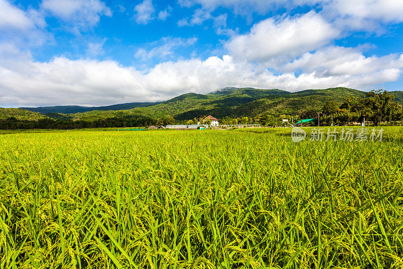 稻田