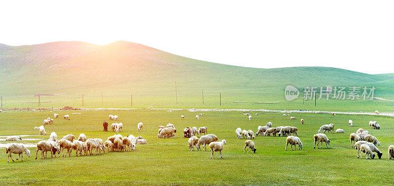 绿色草地上的一大群羊