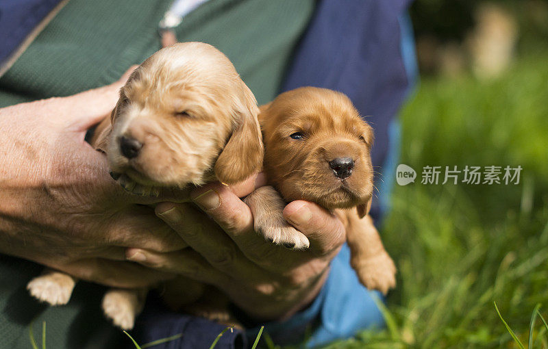 新生的幼犬