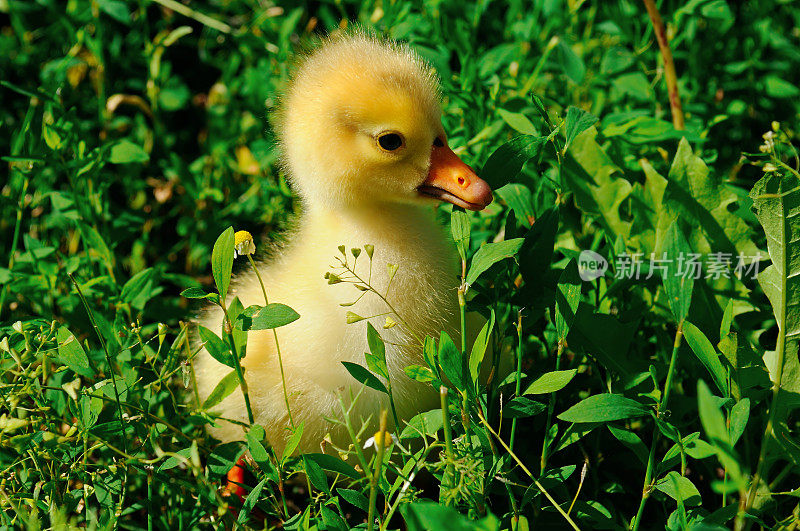 绿色草坪上的小黄鹅