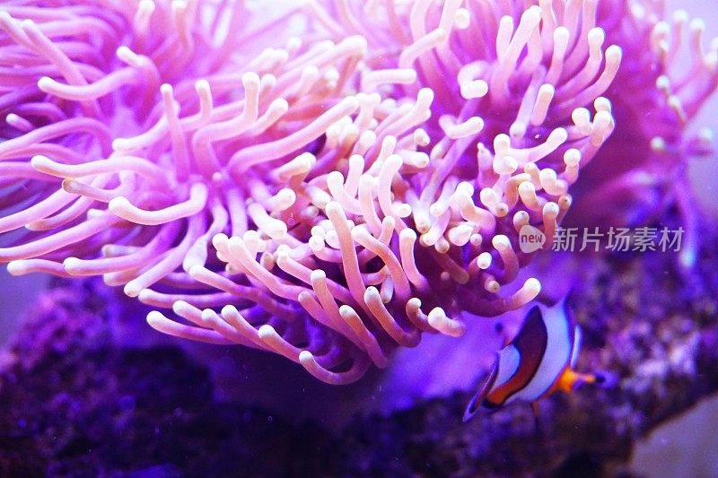 Anemonefish