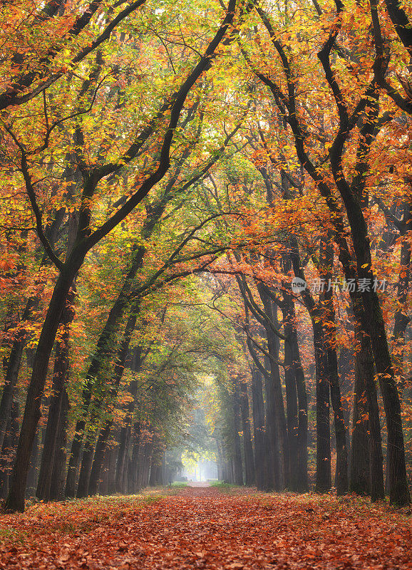 秋色的山毛榉林中小路