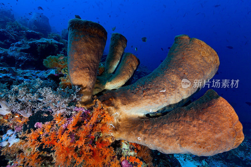 巨型喇叭海绵及软珊瑚