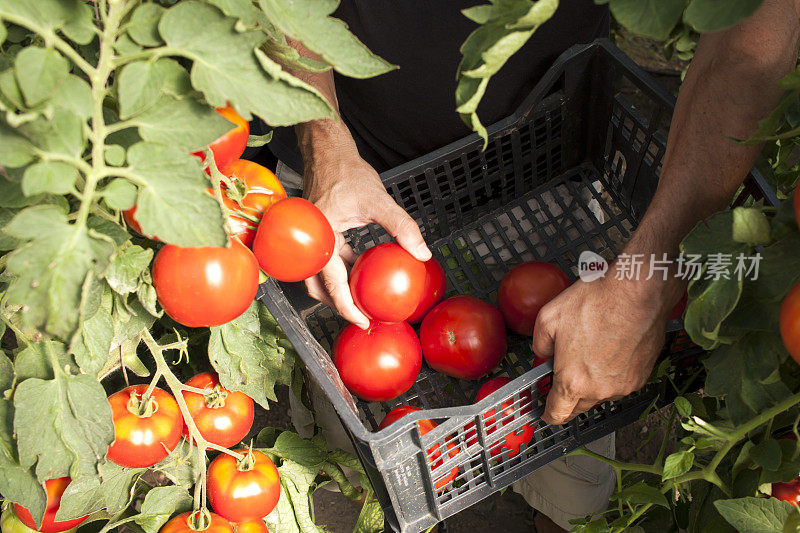 在温室里采集西红柿的年轻人