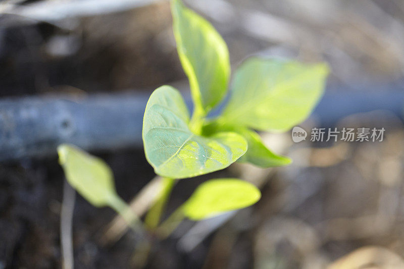 土壤中的小番茄植物