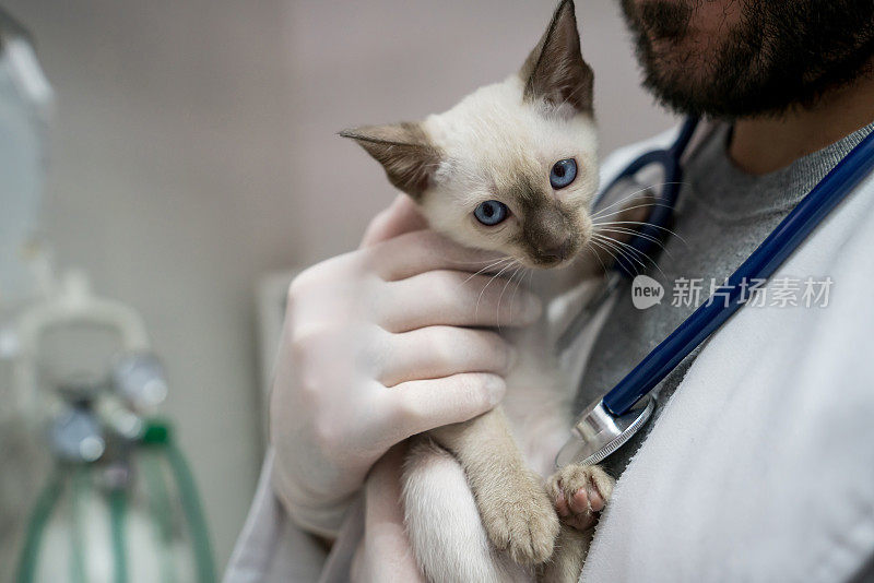 不认识的男性兽医用手套抱着一只可爱的小猫