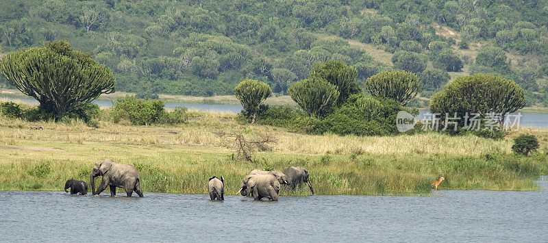 湖中的非洲象