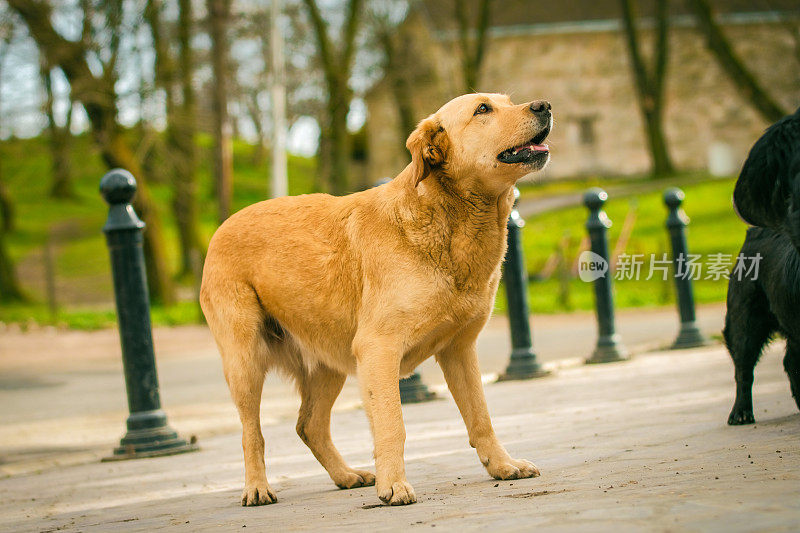 黄色拉布拉多寻回犬