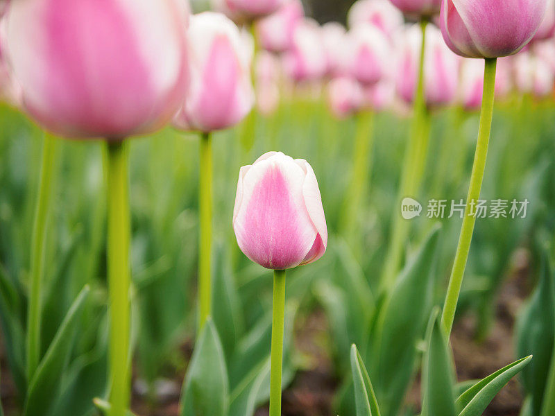 春季花卉系列，美丽的粉红色郁金香在郁金香田与模糊的背景。