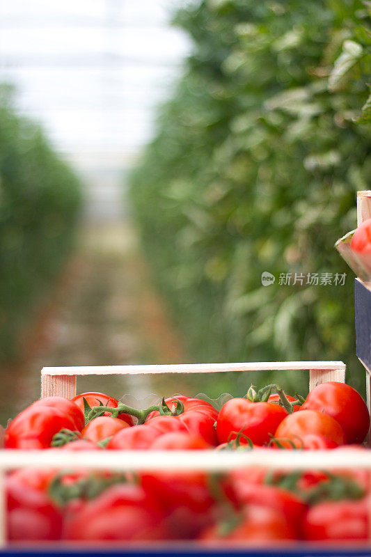 西西里岛:温室番茄的收获