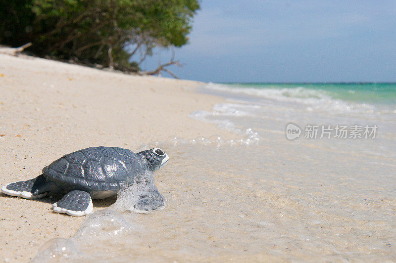 沙滩上的小海龟