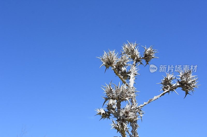 一根枯干的荆棘刺向天空