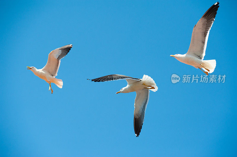 海鸥在晴朗的天空中飞翔