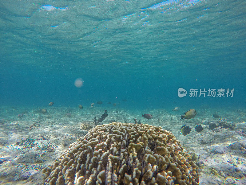 水下拍摄的热带鱼在珊瑚和清澈湛蓝的水，印度尼西亚