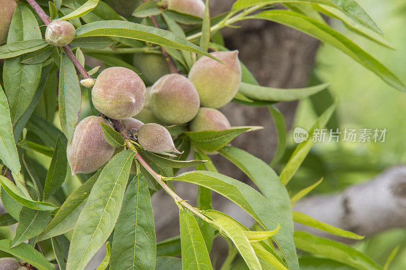 加利福尼亚中部果园里成熟的桃子的特写