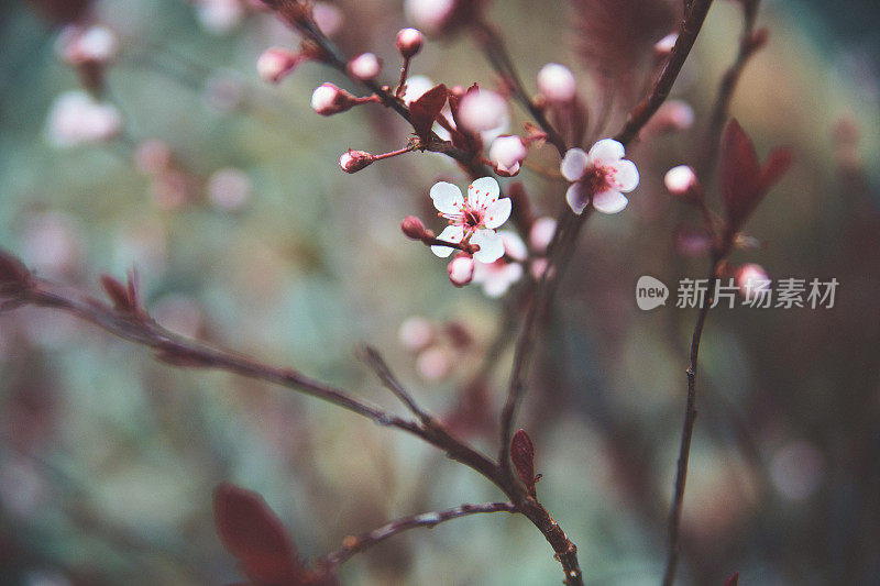 大自然的背景是小小的樱花