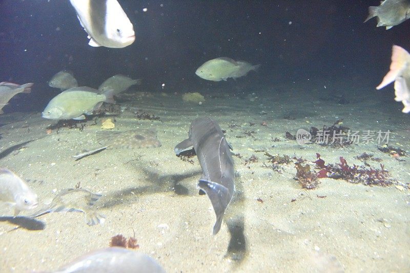 白色鲟鱼在觅食