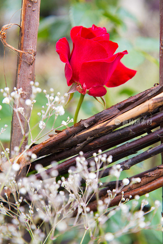 红玫瑰在木栅栏后盛开