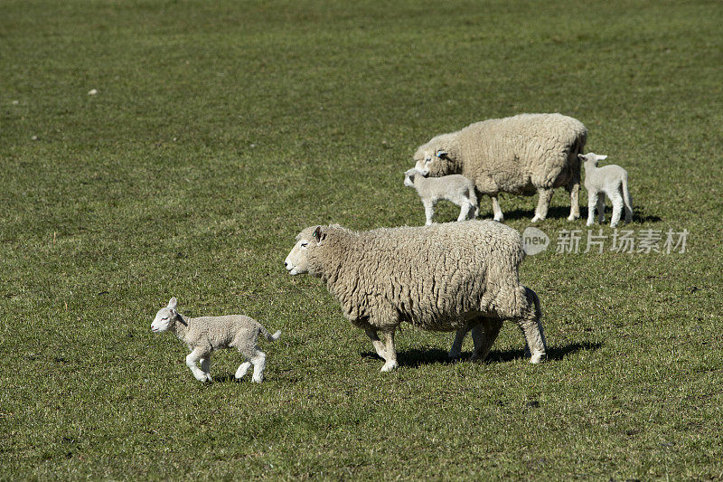 新西兰的绵羊和羊羔