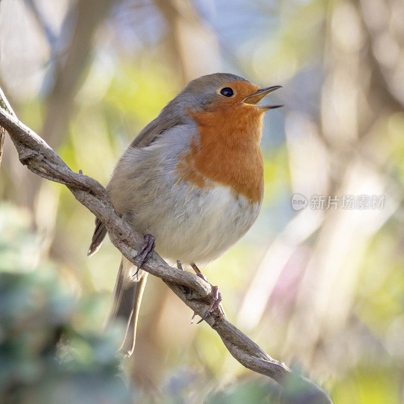 罗宾(红心rubecula)