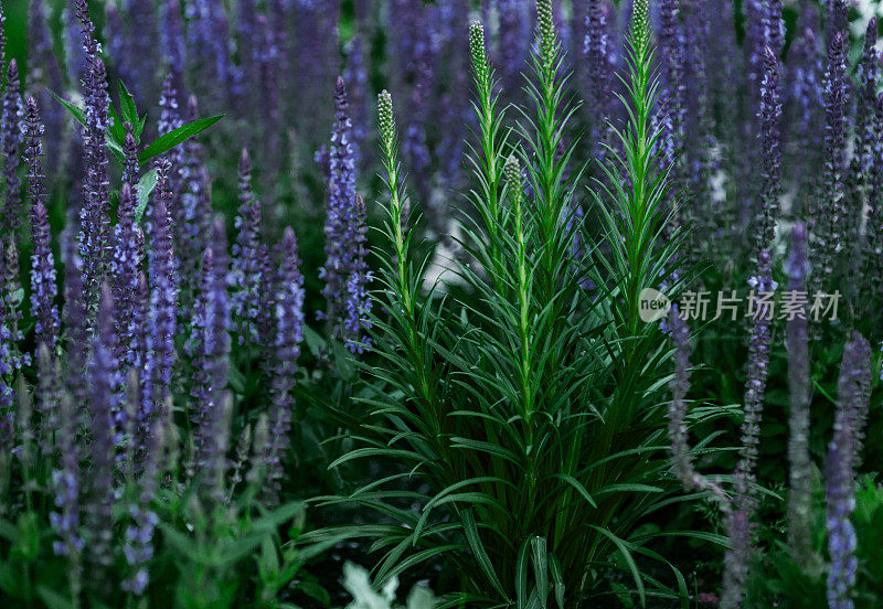 美丽的花坛夏天的花