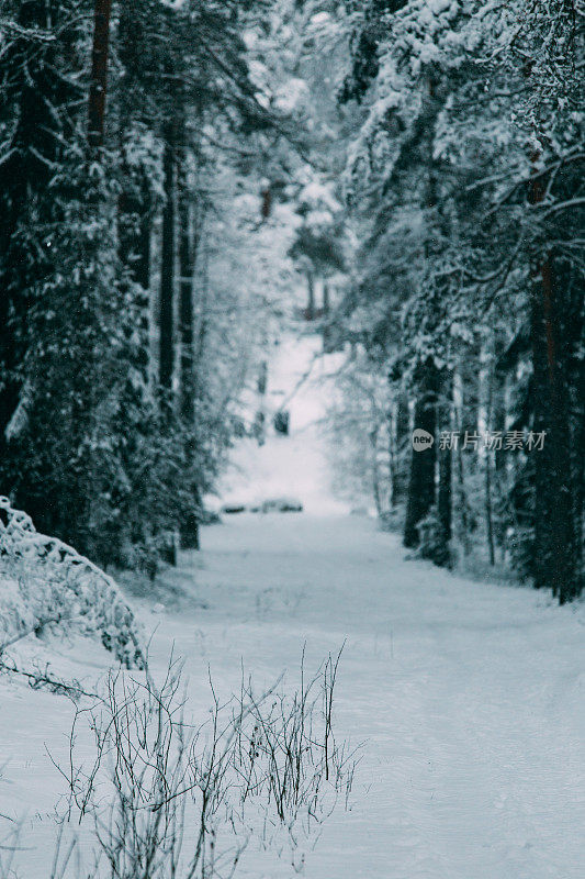 神奇的雪覆盖了树木。美丽的冬天的风景