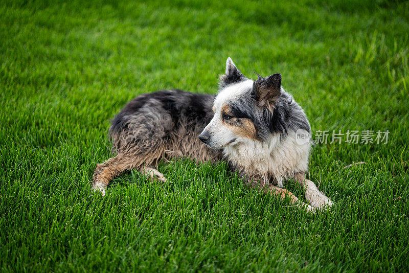 澳大利亚牧羊犬