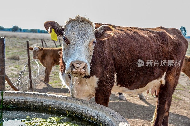 饮用水草喂养肉牛赫里福德小母牛和小牛