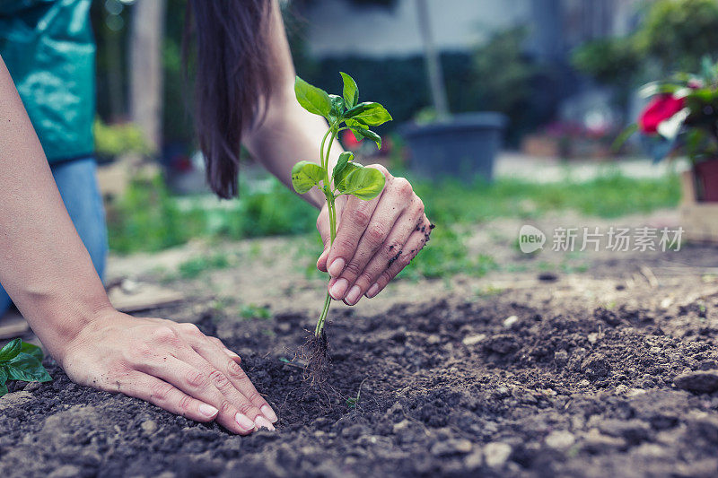 Re-Potting。年轻女子在花园里盆栽罗勒