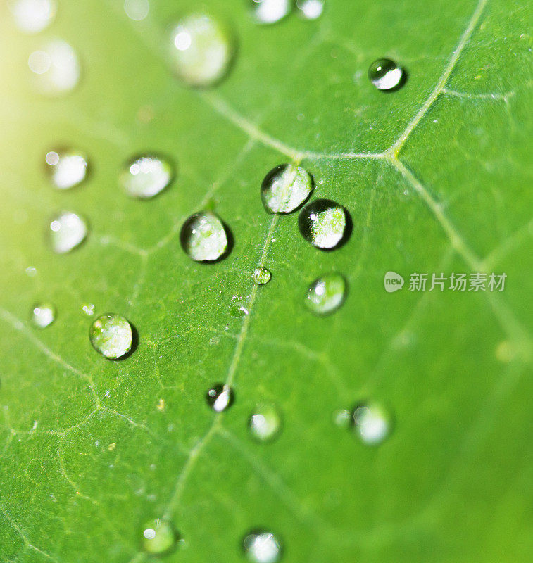 露珠在绿叶上闪闪发光的背景