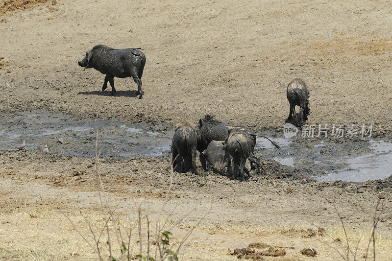 五头疣猪非洲疣猪家族津巴布韦万基国家公园