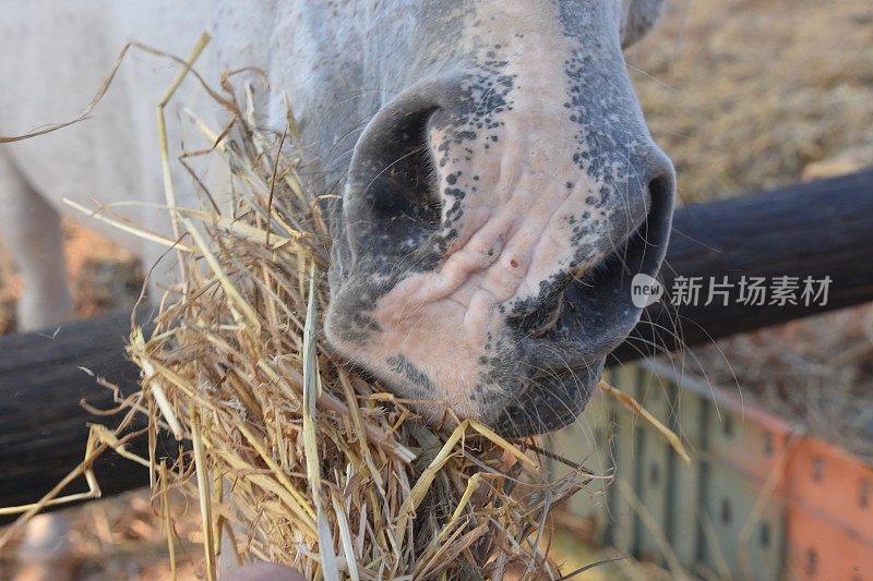 马吃干草