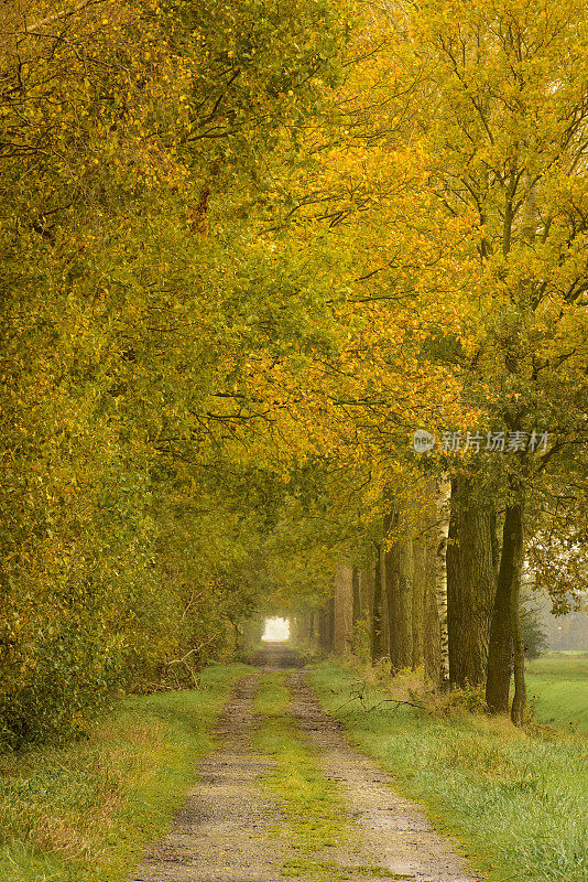 被秋色的山毛榉树环绕的乡间小路
