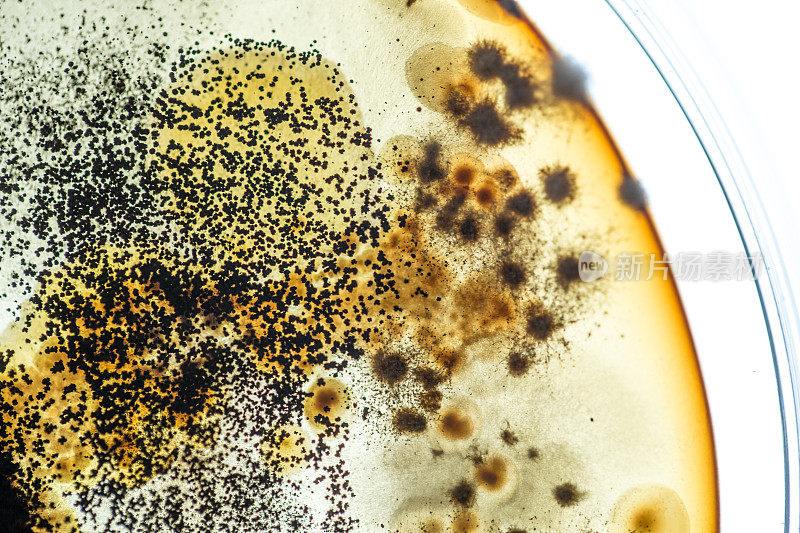 葡萄相关菌落在培养皿中的特写