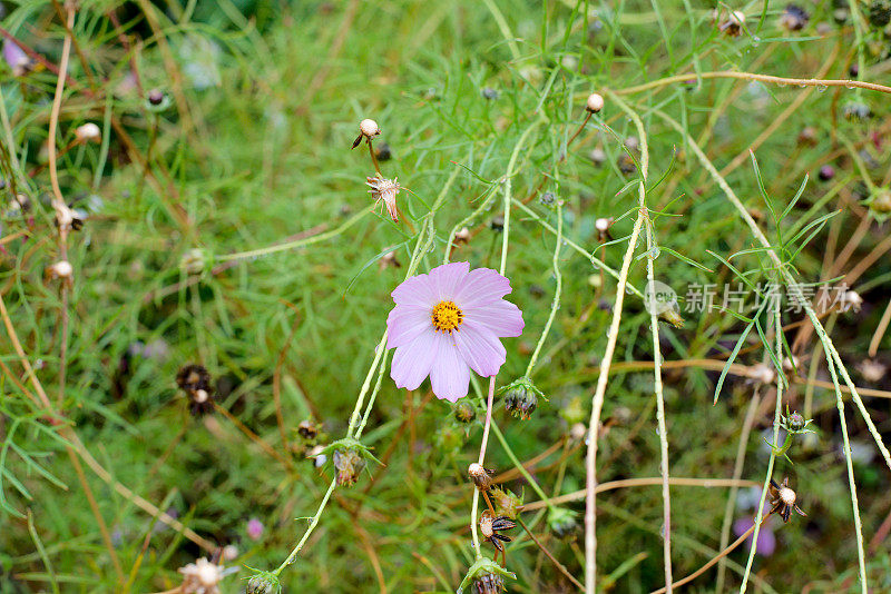 雏菊花浸