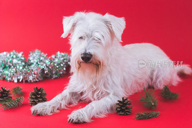 雪纳瑞犬圣诞节