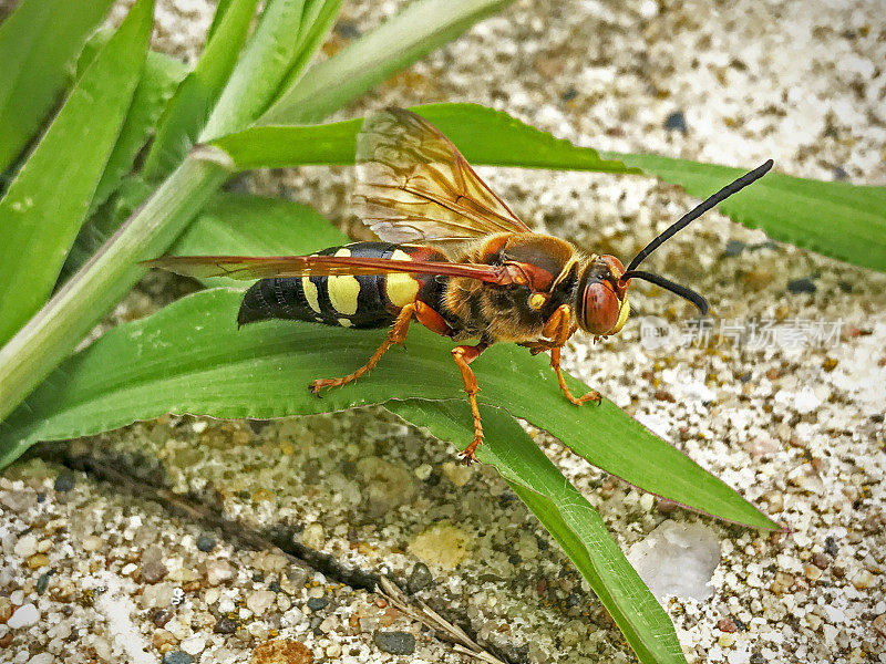 蝉杀手黄蜂