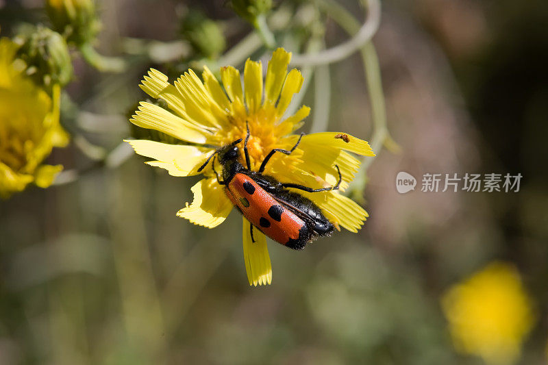 开野花的红色水疱甲虫