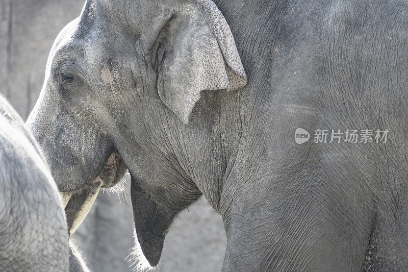 露出白色长牙的亚洲象